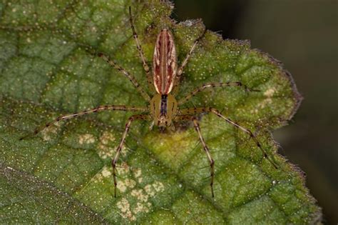 Premium Photo Adult Female Lynx Spider