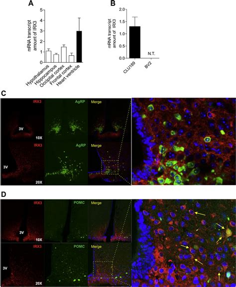 Irx3irx3 Expression In Mice And Cells The Amount Of Irx3 Transcript