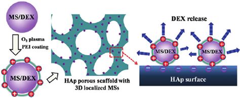 Schematic Diagram Of The Porous Hydroxyapatite HAp Scaffold