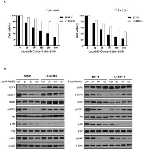 Establishment Of Lapatinib Acquired Resistant Human Epidermal Growth