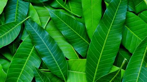 Mango Leaves For Diabetes পাকা আমে সুগার বাড়লেও পাতাতেই নিয়ন্ত্রণ