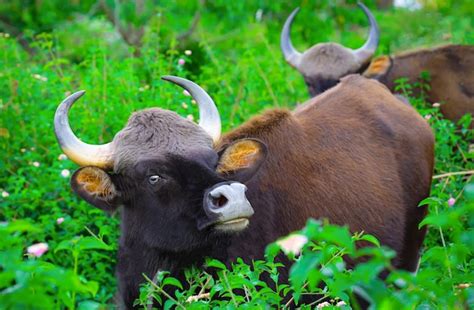 premium photo  bull   field  green grass