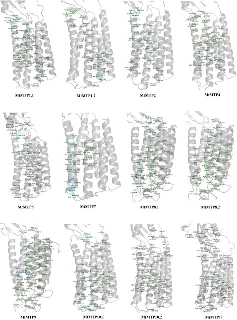 Frontiers Genome Wide Identification And Expression Analysis Of Metal