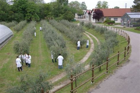 Istituto Di Istruzione Superiore Paolino D Aquileia Di Cividale Del