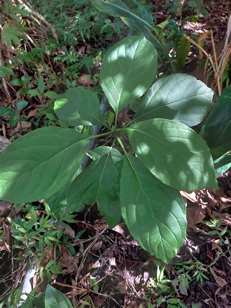 Mappia nimmoniana in January 2023 by 胡正恆 Jackson Hu iNaturalist