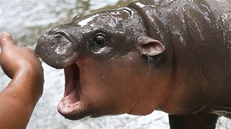 Moo Deng: Baby pygmy hippo becomes TikTok sensation | weareiowa.com