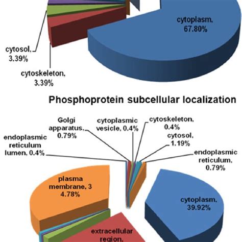 Subcellular Localization Of Identified Phospho Upper And