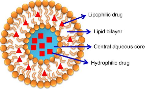 Liposome Structure