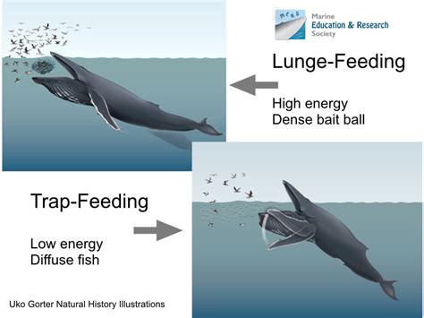 400 pound ebon whale feeding time – Telegraph