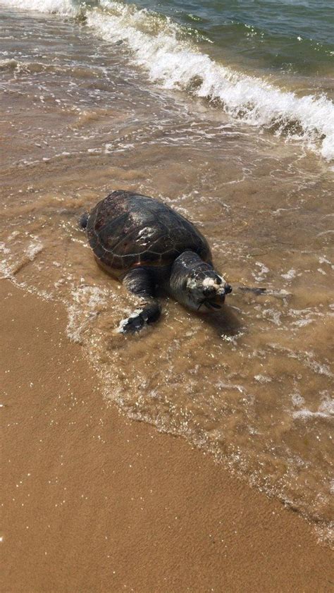 Sicilia Allarme Per Le Tartarughe Marine Una Strage Indisturbata