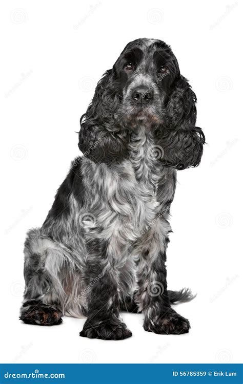 Dark Blue Roan Cocker Spaniel Stock Image Image Of White Background