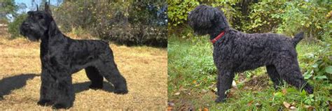 Giant Schnauzer Vs Black Russian Terrier Breed Comparison