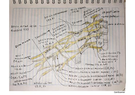 Recorrido Nervios Del Plexo Braquial Udocz The Best Porn Website
