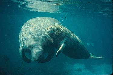 Biology - West Indian Manatee