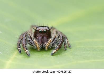 Jumping Spider Hyllus Giganteus Stock Photo 429825427 | Shutterstock