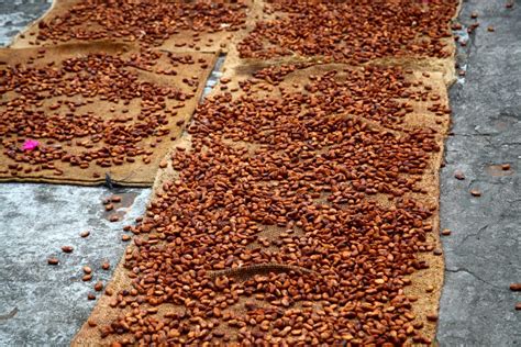 Conoce La Historia Del Cacao El Alimento De Los Dioses