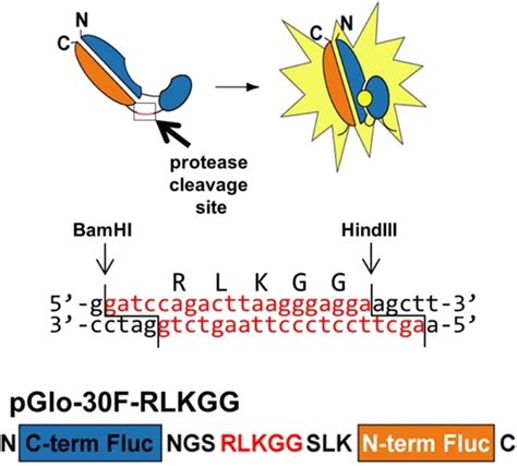 Luciferase Based Biosensors In The Era Of The Covid Pandemic Acs