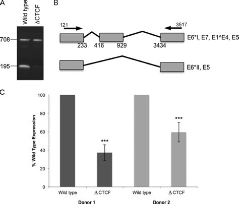 Loss Of Ctcf Binding Causes Aberrant Splicing Of Early Transcripts Rna