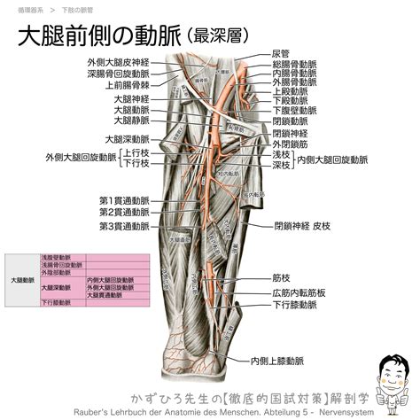 大腿部の動脈大腿動脈大腿深動脈と膝窩動脈 徹底的解剖学かずひろ先生 解剖学