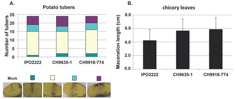 Microorganisms Free Full Text Early Emergence Of Dickeya Solani Revealed By Analysis Of