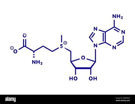 S Adenosyl Methionine Sam Molecule Essential In Several Metabolic