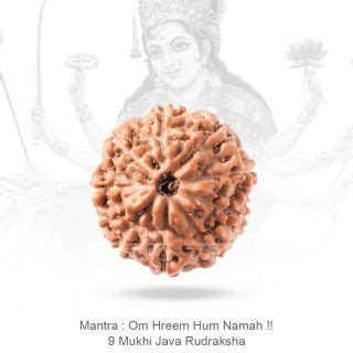 Thirteen Mukhi Face Rudraksha From Nepal Vedic Vaani