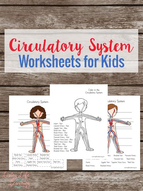 Circulatory System Free Worksheets