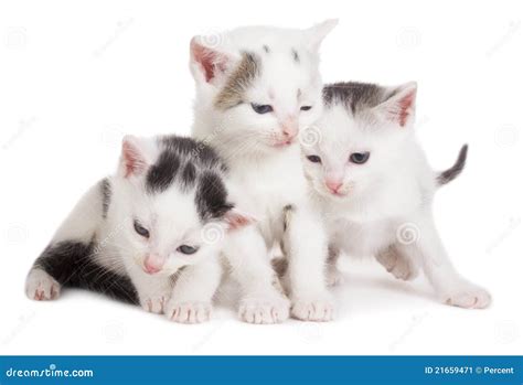 Fotos De Gatinhos Preto E Branco - 10