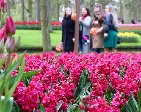 Hyacinth 'Hollyhock' bulbs — Buy online at Farmer Gracy UK