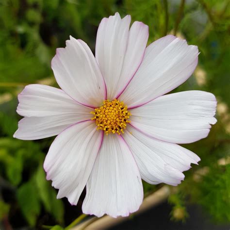 Graines De Cosmos Des Jardins Semences De Cosmos Bipinnatus Sensation