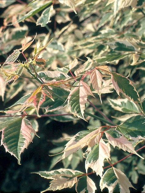 Oderings Garden Centres Deciduous Tree Acer Negundo Flamingo