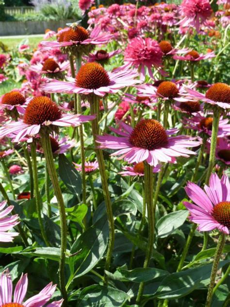 Echinacea Purpurea Magnus Zonnehoed Bloemenpark Appeltern