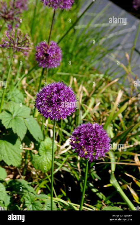 Kastrupcopenhagendenmark04june 2022 Tall Purple Allium Azureum