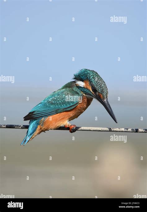 Common Kingfisher Alcedo Atthis Stock Photo Alamy