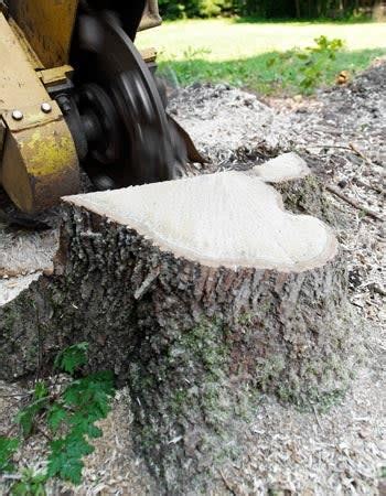 How Much Does Tree Stump Removal Cost Cost To Remove A Tree Stump