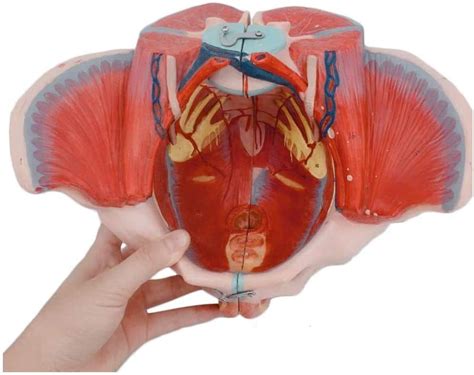 WEHQ Modelo de Pelvis Femenina Músculo del Suelo pélvico y anatomía