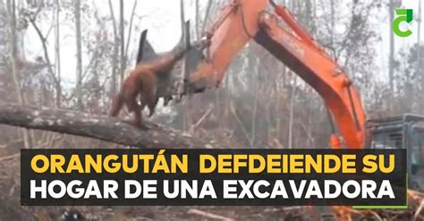 Orangután enfrenta a excavadora para defender su hogar