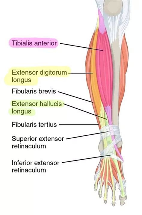 Muscles Of The Lower Leg Simplemed Learning Medicine Simplified