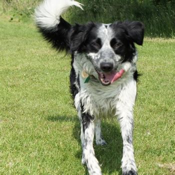 Black Border Collie Springer Spaniel Mix - irene-montero