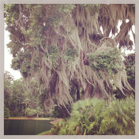 Oak Tree With Spanish Moss Savannah Georgia Photo Credit Horton