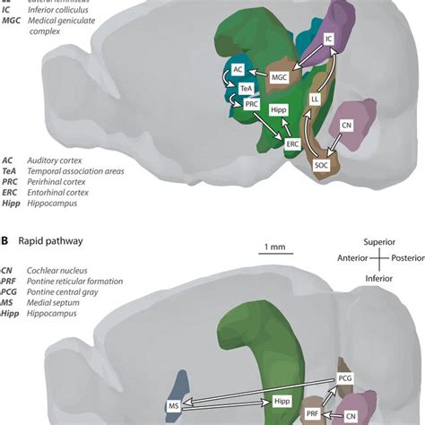 Lateral View Of Mouse Brain Showing Pathways From Auditory Brainstem Download Scientific