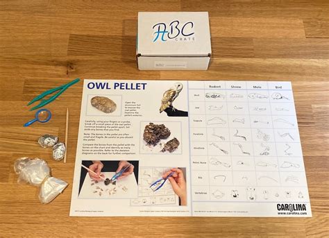 Owl Pellet Dissection Kit Etsy