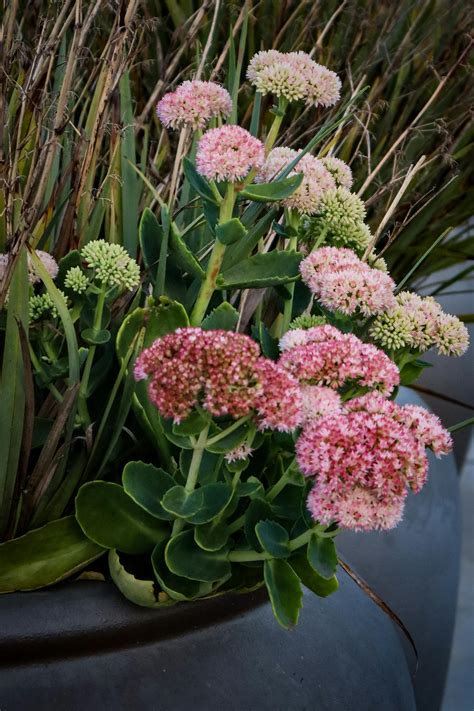 Broadleaf Stonecrop Photos, Download The BEST Free Broadleaf Stonecrop