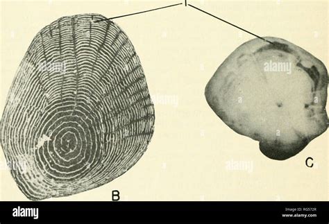 Otoliths Fish Hi Res Stock Photography And Images Alamy