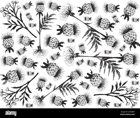 Herbal Flower And Plant Hand Drawn Background Of Tanacetum Vulgare