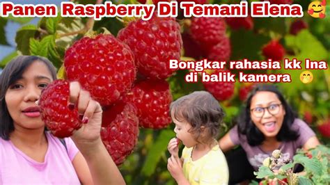 Panen Buah Raspberry Di Kebun Bersama Keluarga Bahagia Di Jerman Youtube