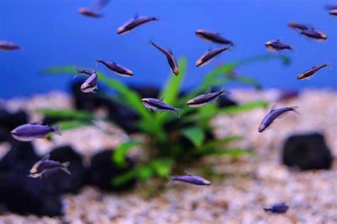 Super Blue Emperor Tetra Sweet Knowle Aquatics Online Shop