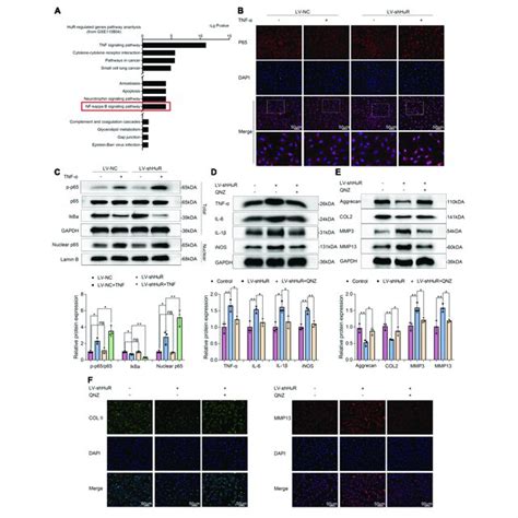 Hur Regulates Nf B Signaling Pathway In Tnf Treated Np Cells The