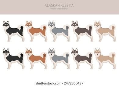 Alaskan Klee Kai All Colours Clipart Stock Vector Royalty Free