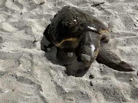 E Diana” Il Nome Scelto Per La Tartaruga Caretta Caretta Che Ha